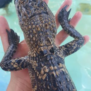 Meet your Posher, Ellenie